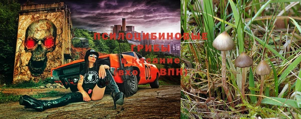 сатива Волоколамск